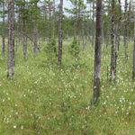 Suomen maapinta-alasta on kolmasosa turvemaita